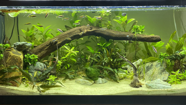 Restructuration de l'aquarium