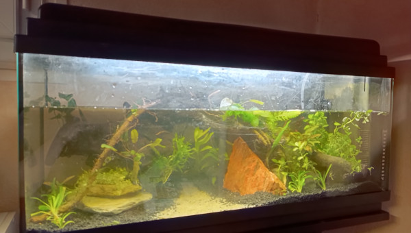 La jungle presque remplie