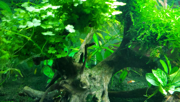 Creation de nouveaux arbres