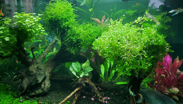 Creation de nouveaux arbres