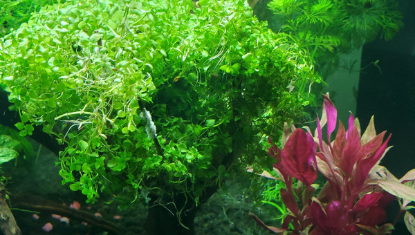 Creation de nouveaux arbres