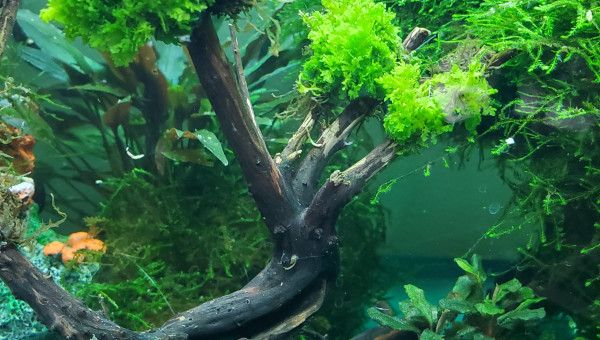 Création d'un arbre