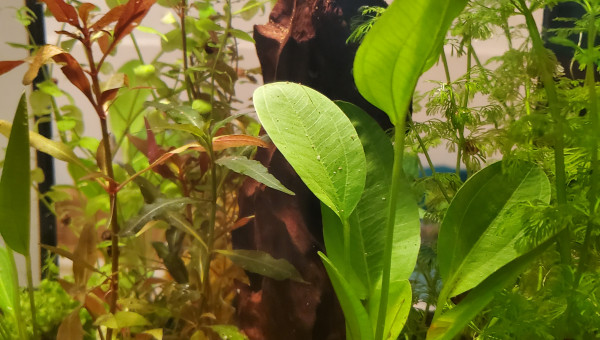 Aquariums musicaux bis !