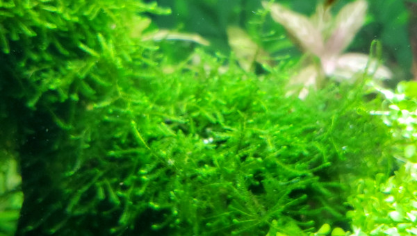 Présentation de mes juvéniles endlers