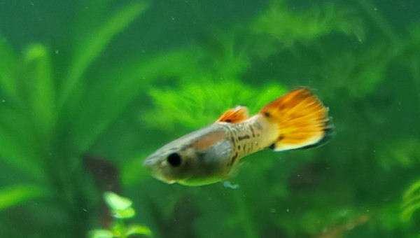 Présentation de mes juvéniles endlers