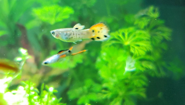 Présentation de mes juvéniles endlers