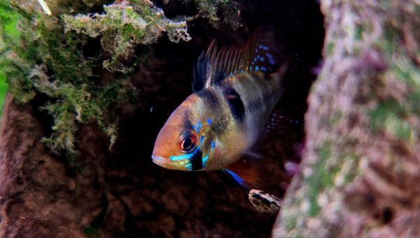 Ramerezi mâle qui monte la garde