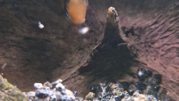 Ramerezi: On aperçoit les premiers petits qui nagent