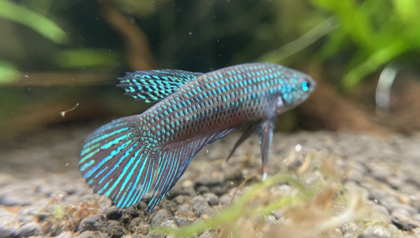 J’ai compté au moins 6 alevins betta smaragdina dans le bac