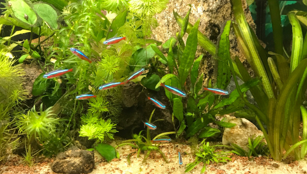 En fait, ils sont 13