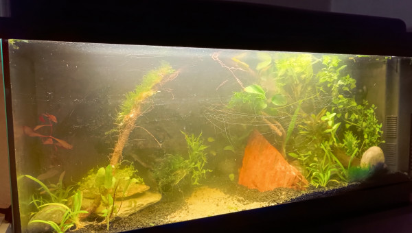 La jungle pleine et encore un peu trouble.