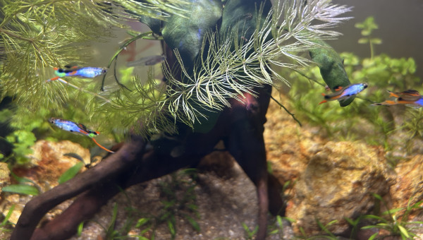 Guppy Endler mâles sélection 1