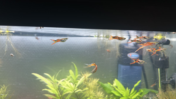 Guppy Endler mâles sélection 2