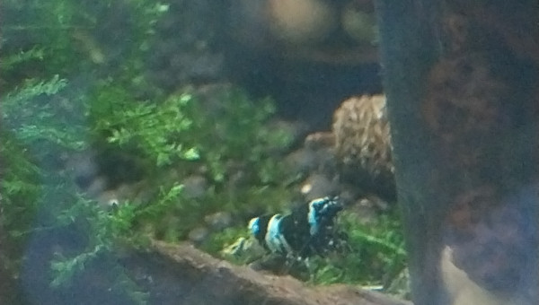 Bee Panda et Blue Panda