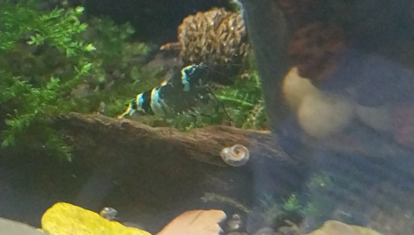 Bee Panda et Blue Panda