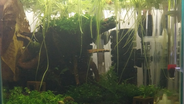 Mon 15.7L Caridinas Taiwan Bee