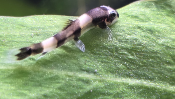 Protomyzon (Yaoshania) pachychilus