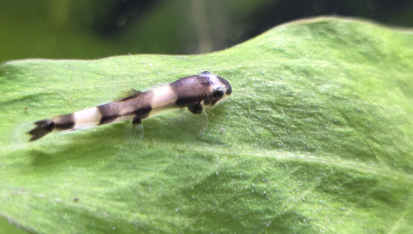 Protomyzon (Yaoshania) pachychilus