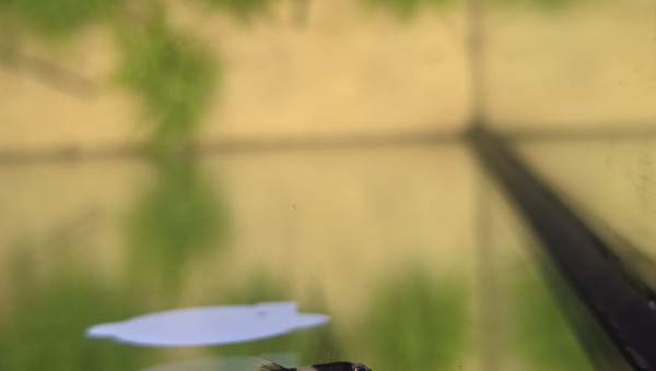 Protomyzon (Yaoshania) pachychilus