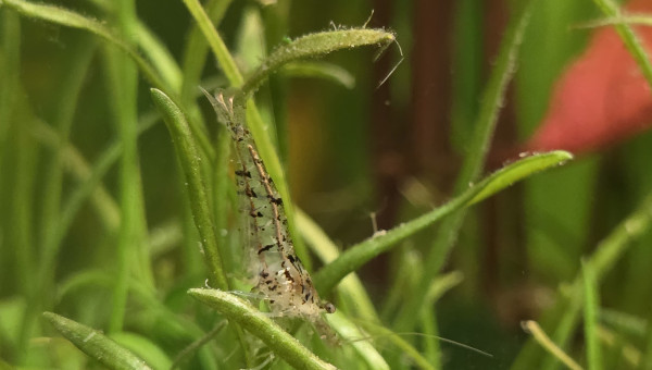 Caridina david morphe naturelle
