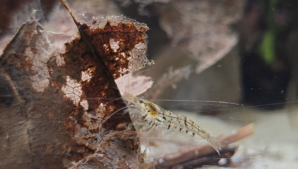 Caridina david morphe naturelle