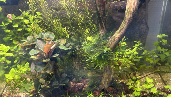 Bac d’alevinage et de sélection en attente de crevettes