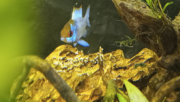 1ère ponte Ramirrezi bleu électrique