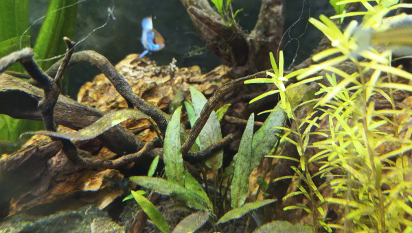 1ère ponte Ramirrezi bleu électrique