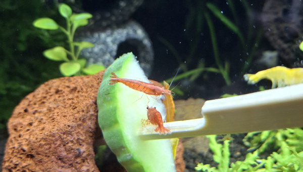 C'est concombre ce soir...