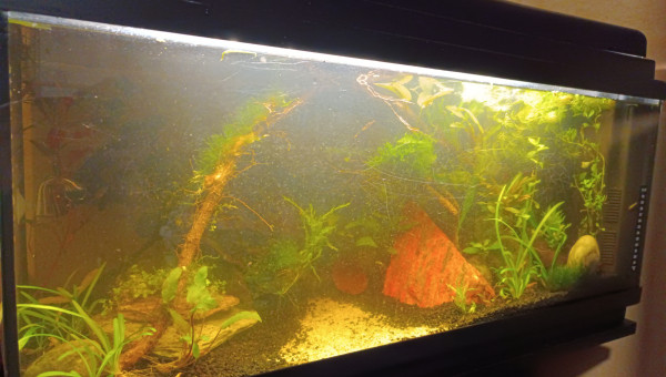 Bientôt un mois de jungle