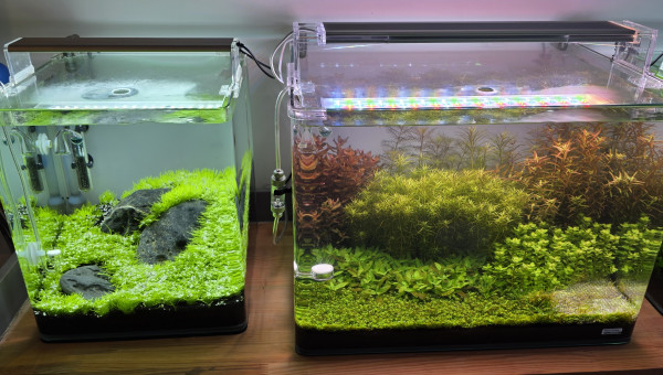 70l hollandais 30l Iwagumi