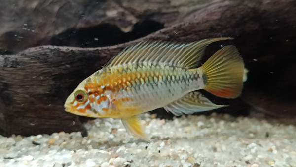 Apistogramma Macmasteri mâle