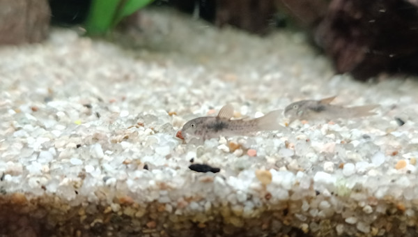 alevins de Corydoras aeneus