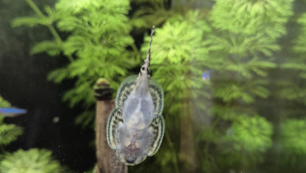 Sexage Sewellia Lineoata