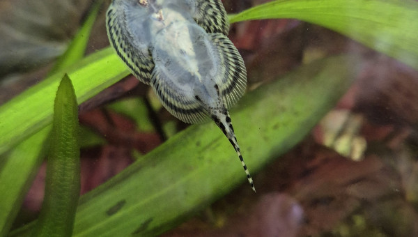 Sexage Sewellia Lineoata