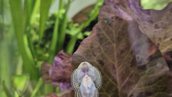 Sexage Sewellia Lineoata