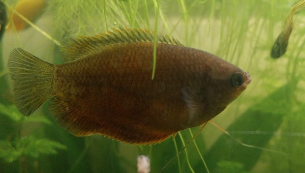 Mes chunas et ma Trichogaster red 134L- Asiat