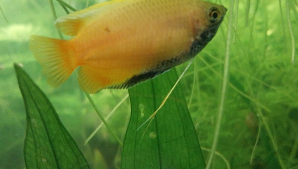 Mes chunas et ma Trichogaster red