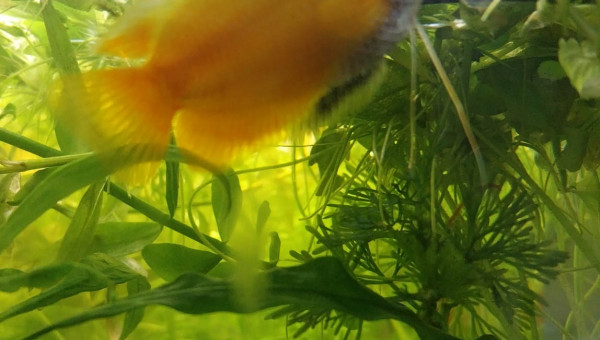 Mes chunas et ma Trichogaster red