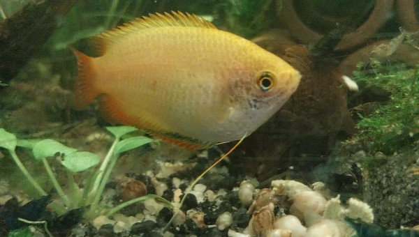 Mes chunas et ma Trichogaster red