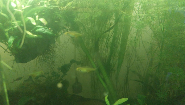 Kubotai - 134L Asiat