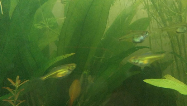 Kubotai - 134L Asiat