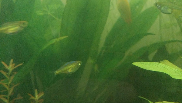 Kubotai - 134L Asiat