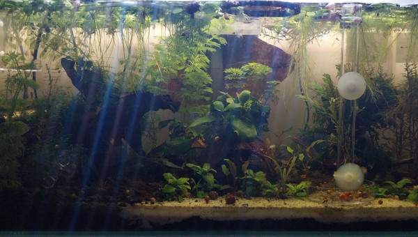 Mise à jour du 54L - Australo Guinéen