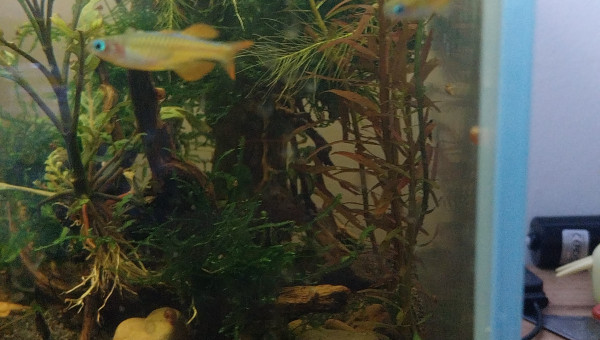 Ma Population - 54L Australo-Guinéen