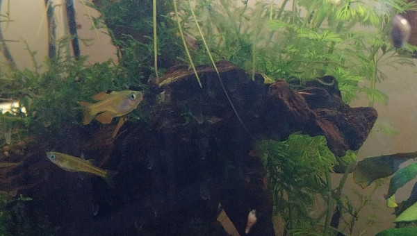 Ma Population - 54L Australo-Guinéen