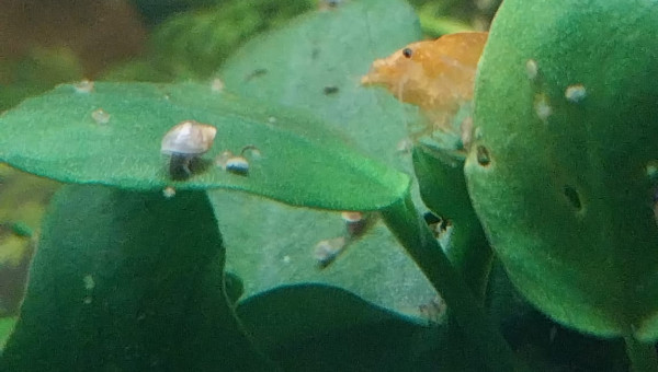 Ma Population - 54L Australo-Guinéen