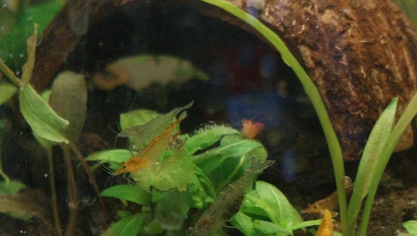 Ma Population - 54L Australo-Guinéen