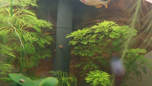 Ma Population - 54L Australo-Guinéen