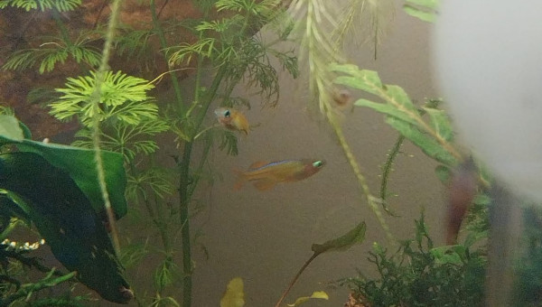 Ma Population - 54L Australo-Guinéen